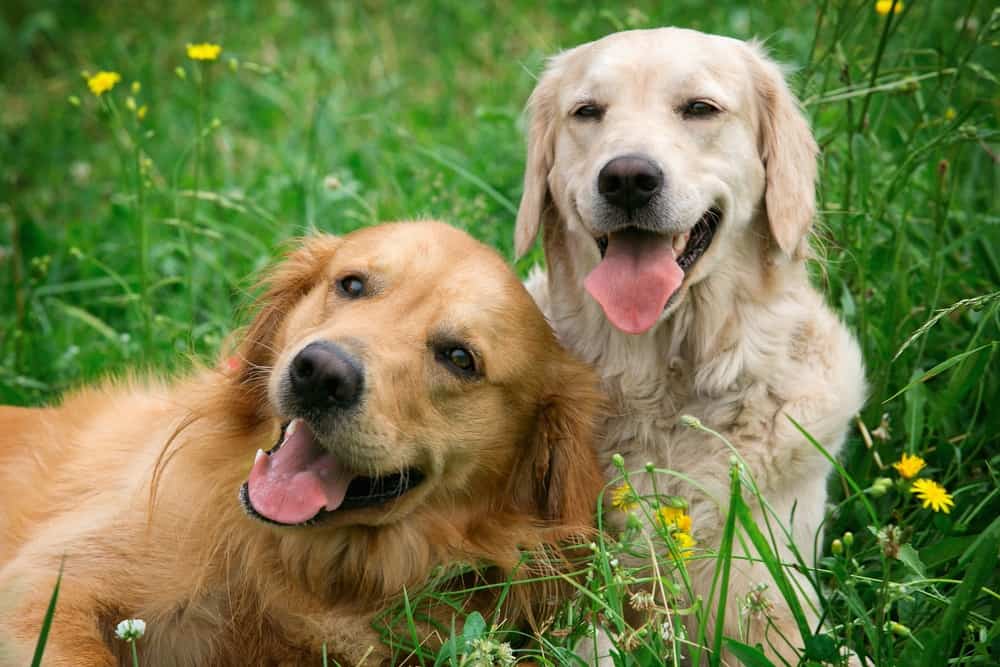 【ᐅ】GPS Tracker für Hunde Test &amp; Empfehlungen für 2020
