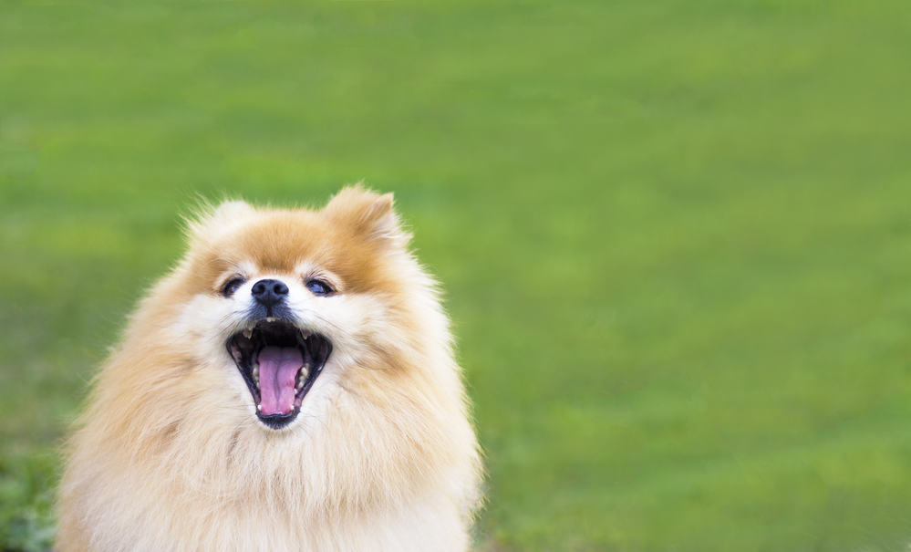 48+ großartig Bilder Hund Bellt Im Garten Mein Hund Bellt Zu Viel Was