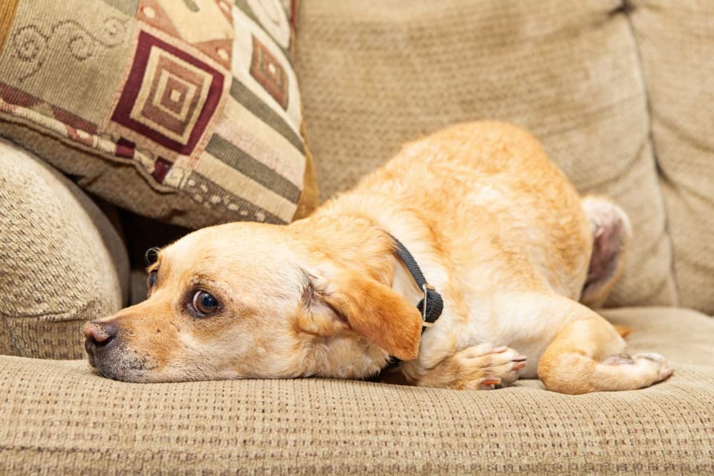 【ᐅ】Dein Hund steht nicht mehr auf? Ursachen und Lösungen