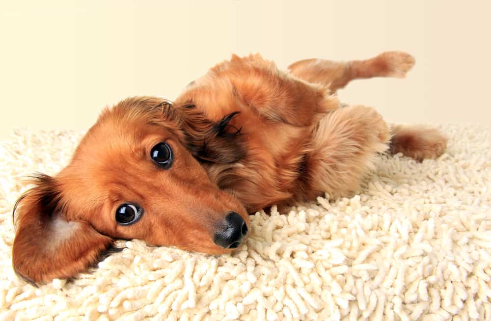 【ᐅ】Dein Hund steht nicht mehr auf? Ursachen und Lösungen