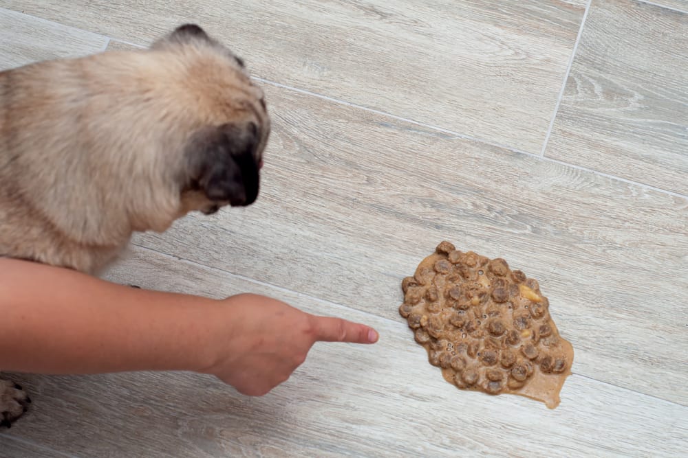 【ᐅ】Das musst Du tun, wenn dein Hund Futter erbricht