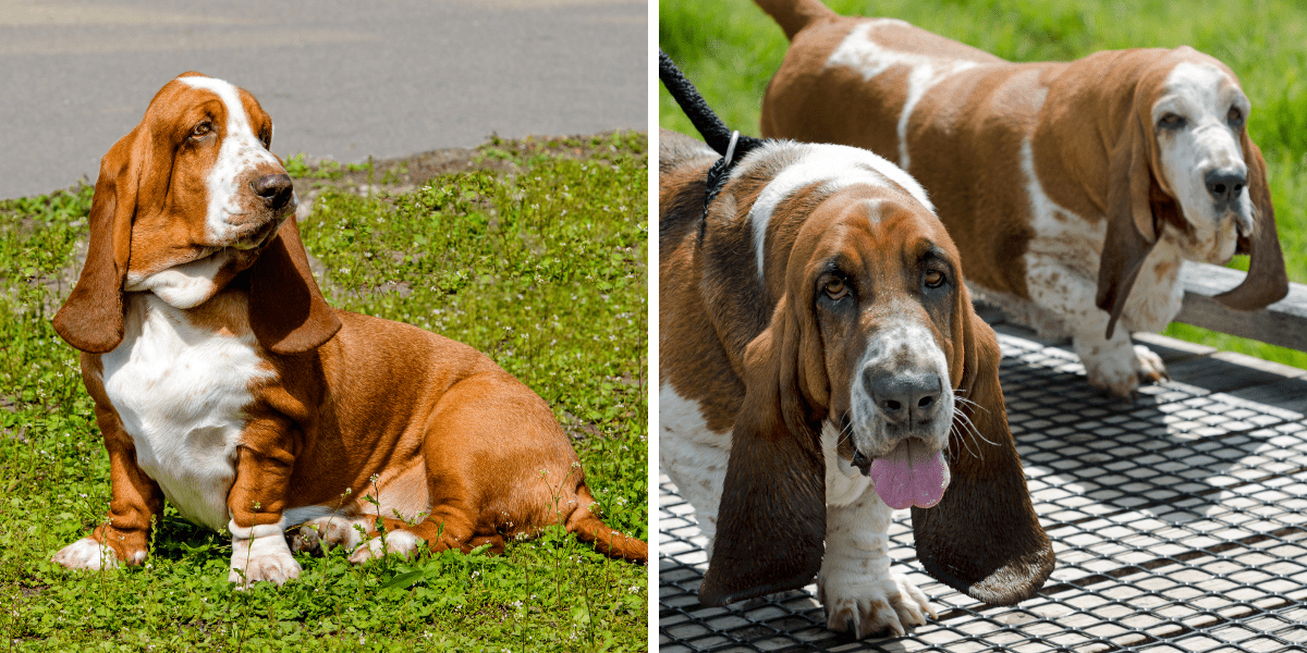 Der Unwiderstehliche Charme Hunde Mit Schlappohren Mehr Als Nur Niedliche Ohrchen