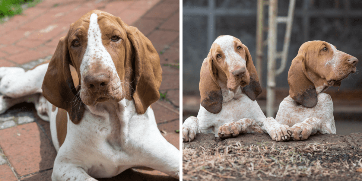 Der Unwiderstehliche Charme Hunde Mit Schlappohren Mehr Als Nur Niedliche Ohrchen