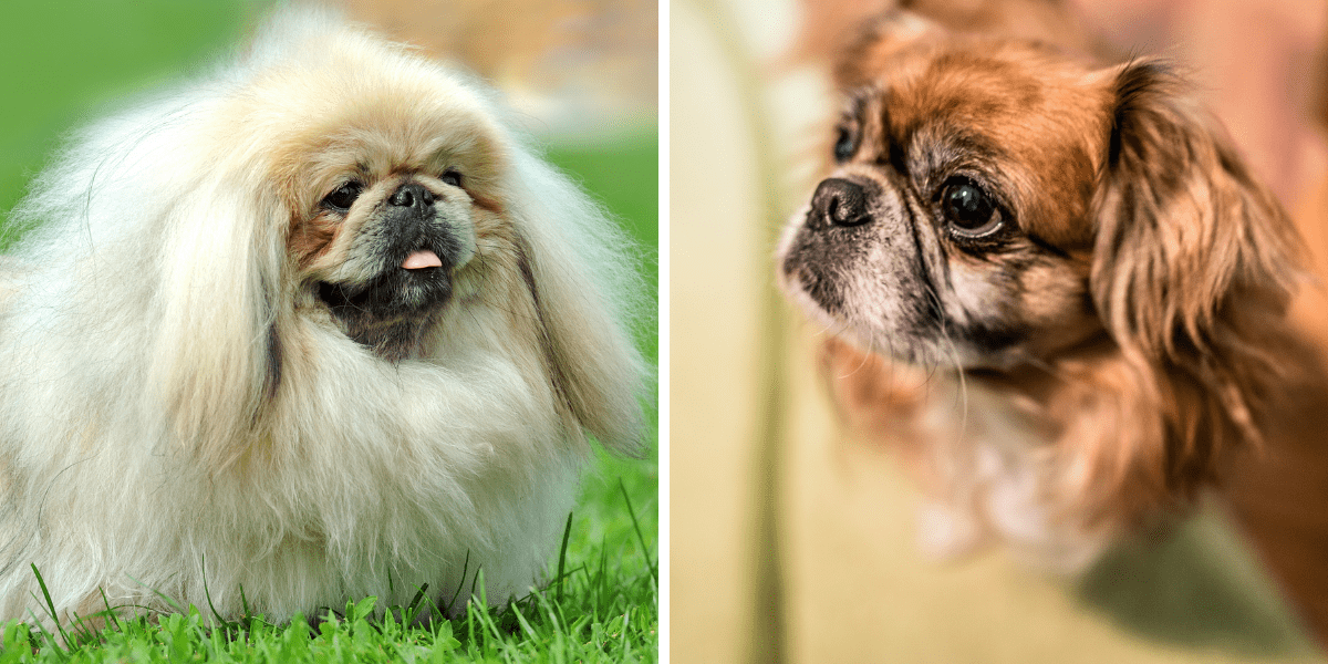 13 Hunde, die wie Löwen aussehen | Hundefreunde 24