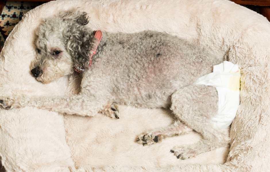 【ᐅ】Hund verliert Urin im Liegen: Ursachen & Lösungen 2024