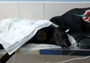 Hund erhält medizinische Behandlung beim Tierarzt.