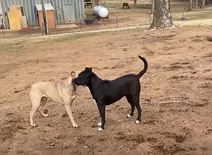 Zwei Hunde spielen draußen.