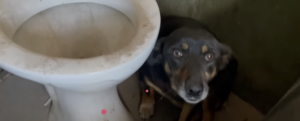 Hund neben verschmutzter Toilette versteckt.