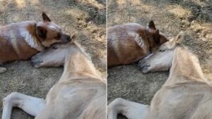 Hund kuschelt mit liegendem Esel.