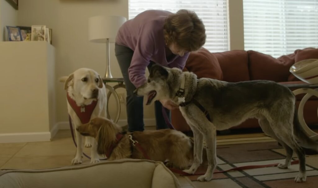 Frau streichelt glückliche Hunde im Wohnzimmer.
