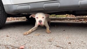 Hund kriecht unter Auto hervor.