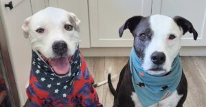Zwei Hunde mit Halstüchern lächeln.