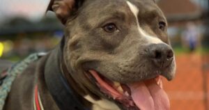 Nahaufnahme eines lächelnden Pitbull-Hundes