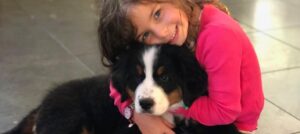 Mädchen umarmt Berner Sennenhund-Welpen.