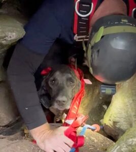 Rettungshund in Höhleneinsatz mit Geschirr.