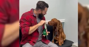 Tierarzt gibt Hund eine Belohnung.