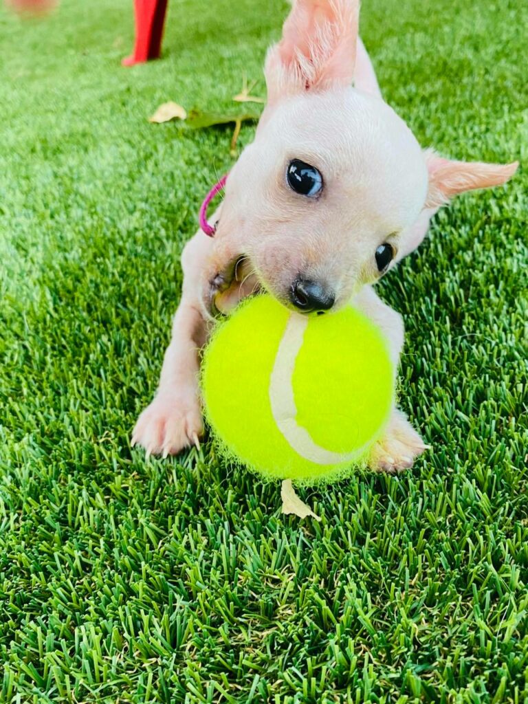 Welpe spielt mit Tennisball.