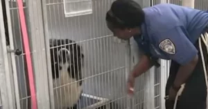Tierpflegerin interagiert mit Hund im Zwinger.