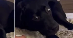 Schwarzer Hund auf gestrickter Decke.