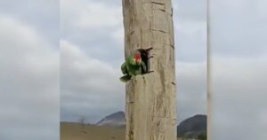 Papagei klettert an Strommast.
