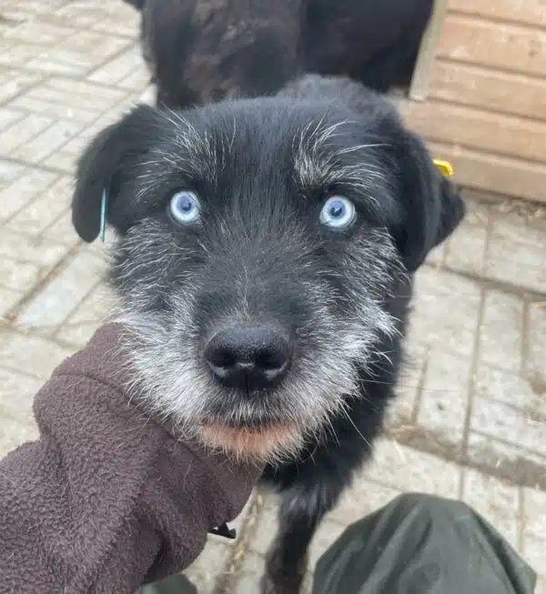 Hund mit blauen Augen schaut hoch.