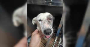 Verletzter weißer Hund mit Verband