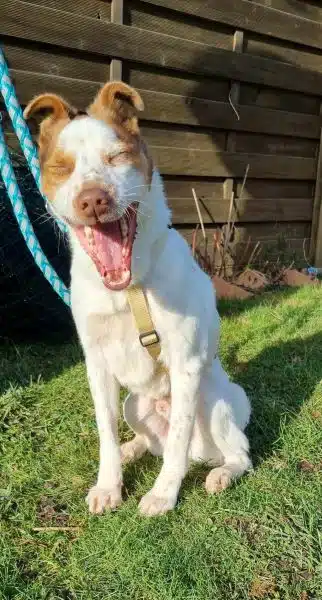 Lachender Hund im Sonnenlicht.