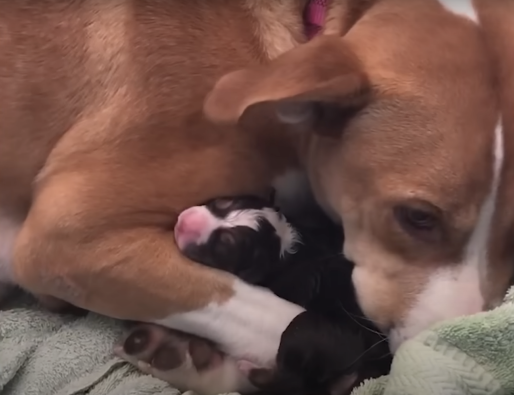 Hund kuschelt mit neugeborenem Ziegenbaby.