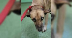 Hund mit rotem Halsband schaut traurig