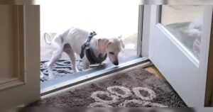 Hund mit Geschirr an Glastür.
