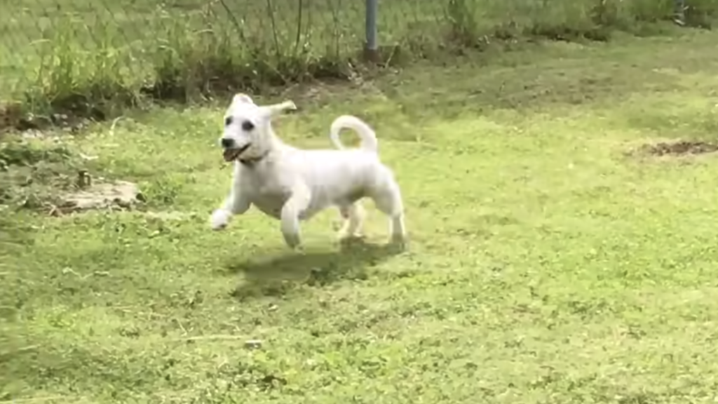 Weißer Hund spielt auf Gras.