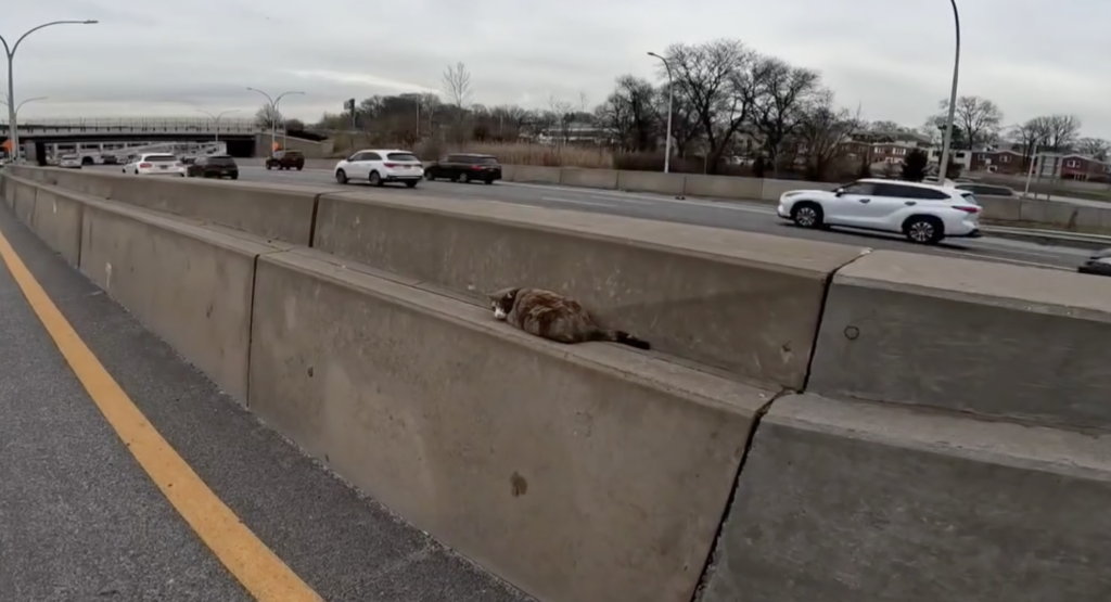 Katze liegt auf einer Betonmauer neben Autobahn.