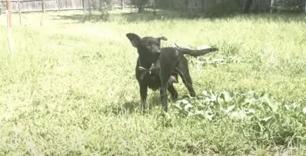 Zwei schwarze Hunde spielen im Gras.