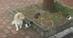 Hund beobachtet spielende Kätzchen.