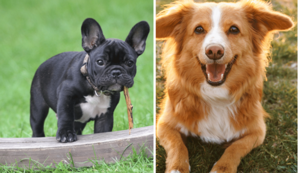 French Bulldog puppy and smiling golden retriever outdoors.