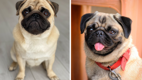 Two cute pugs, one with tongue out.