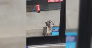 Hund wartet vor Glastür