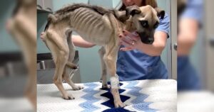 Unternährter Hund bei Tierarztuntersuchung.