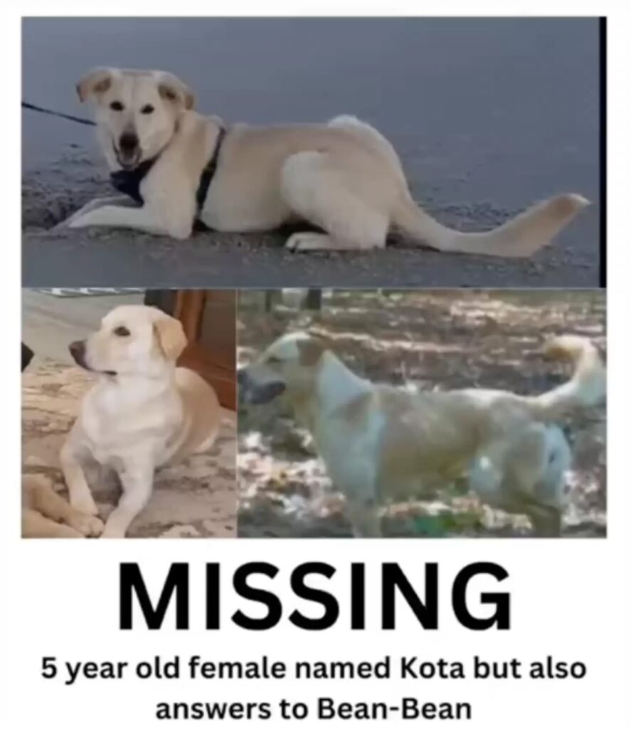 Vermisster Hund namens Kota, auch Bean-Bean genannt.