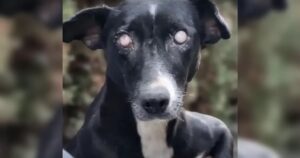 Schwarzer Hund mit Blindheit.