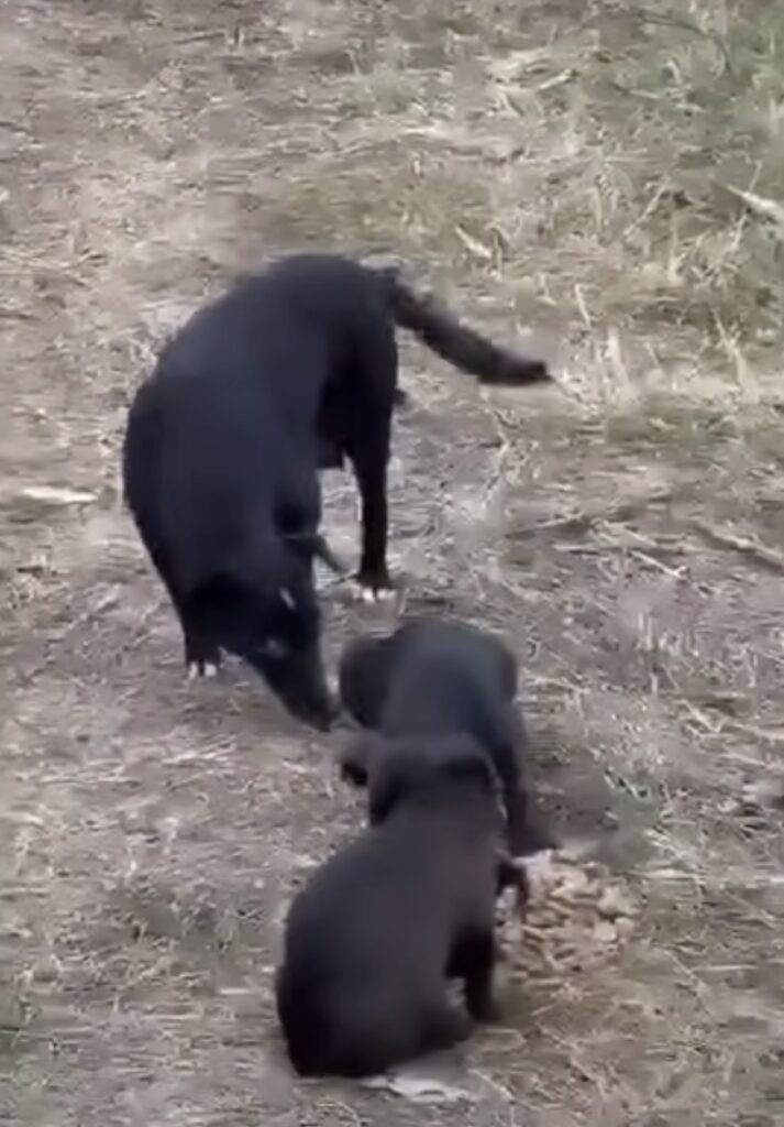 Schwarze Hunde spielen draußen.