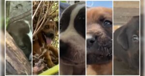 Collage verschiedener süßer Hunde.