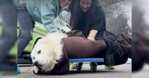 Hund genießt Rollbrett-Fahrt mit Personen.