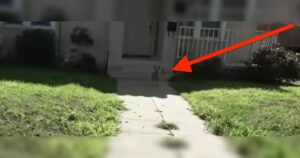 Katze auf Gehweg vor Haus.